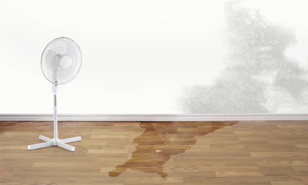 Best Mold removal after water damage  in Willard, OH
