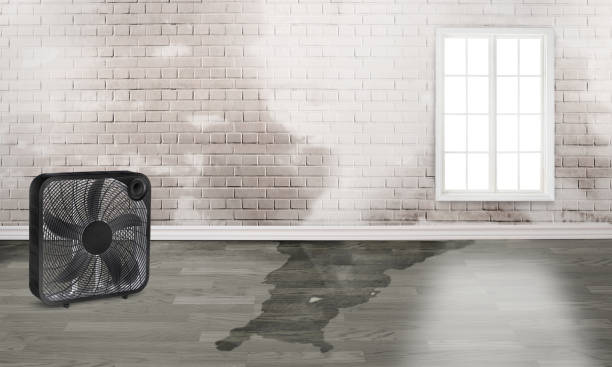Best Mold removal after water damage  in Willard, OH