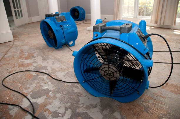 Best Flood damage cleanup  in Willard, OH